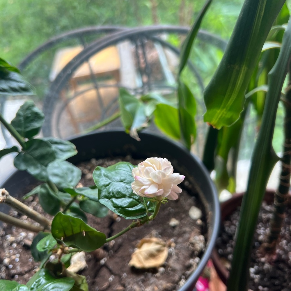 Jasmine 🪴 Plant